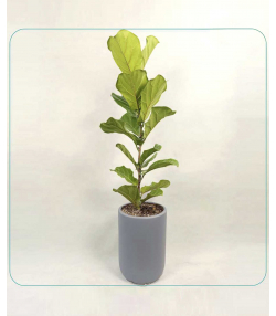 گیاه لیراتا دلوین Delvin مدل لیراتا، انجیر ربابی (Fiddele lear fig)