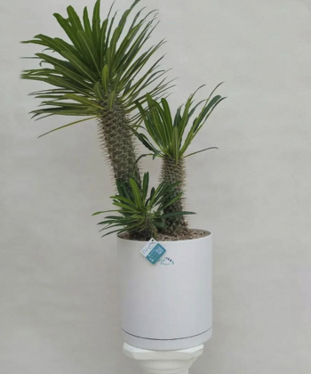 گلدان گیاه دلوین Delvin کد 6070110000464