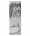 طوسی تیره