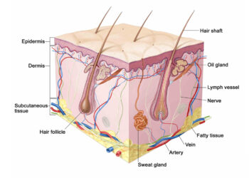 آناتومی موی انسان : اینفوگراف