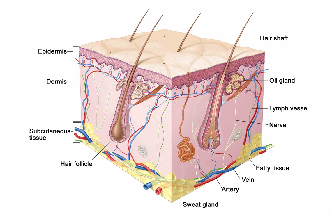 آناتومی موی انسان : اینفوگراف
