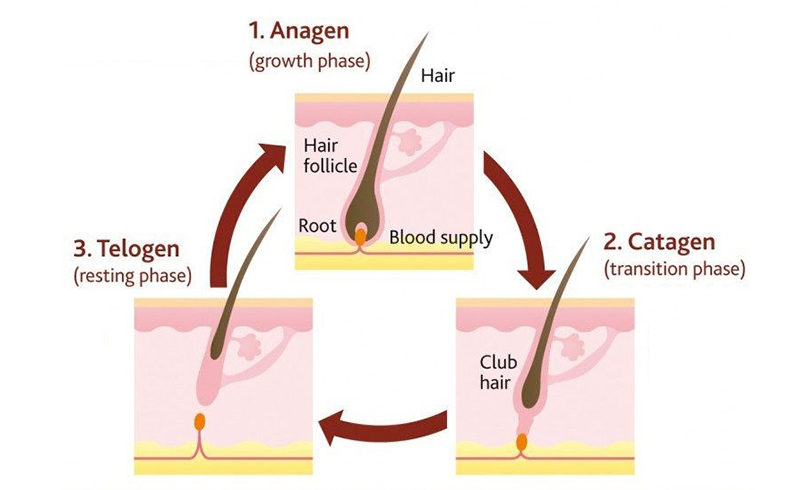 چرخه­ رشد و ریزش مو
