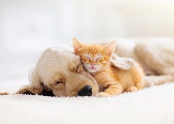 نگهداری از حیوانات خانگی