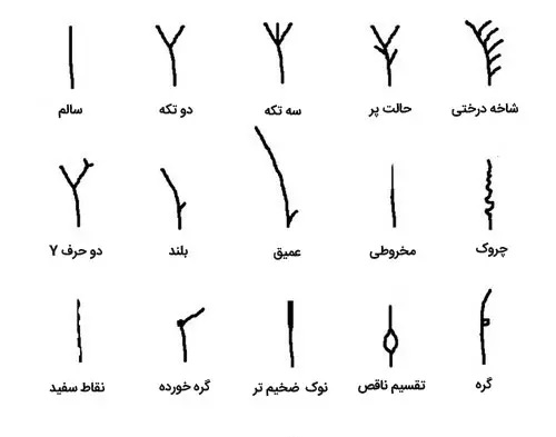 انواع موخوره را بشناسید