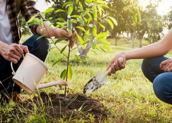 روز درختکاری